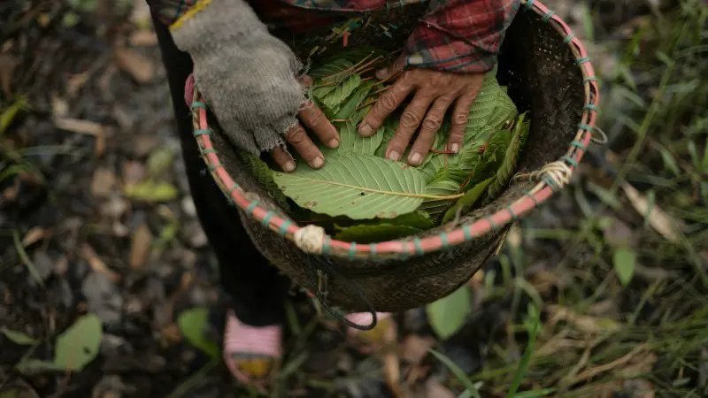 Kratom Farmer in Borneo