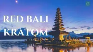 red bali kratom