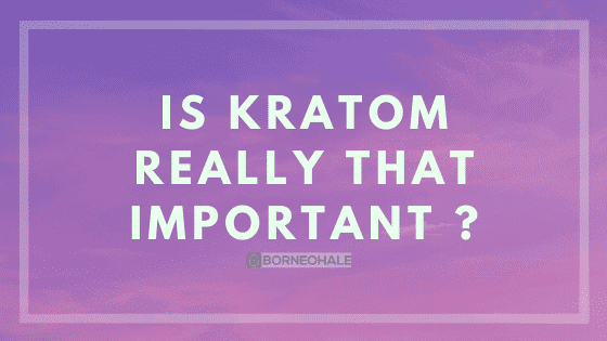 kratom risks and benefits