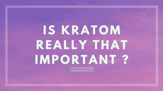 kratom risks and benefits