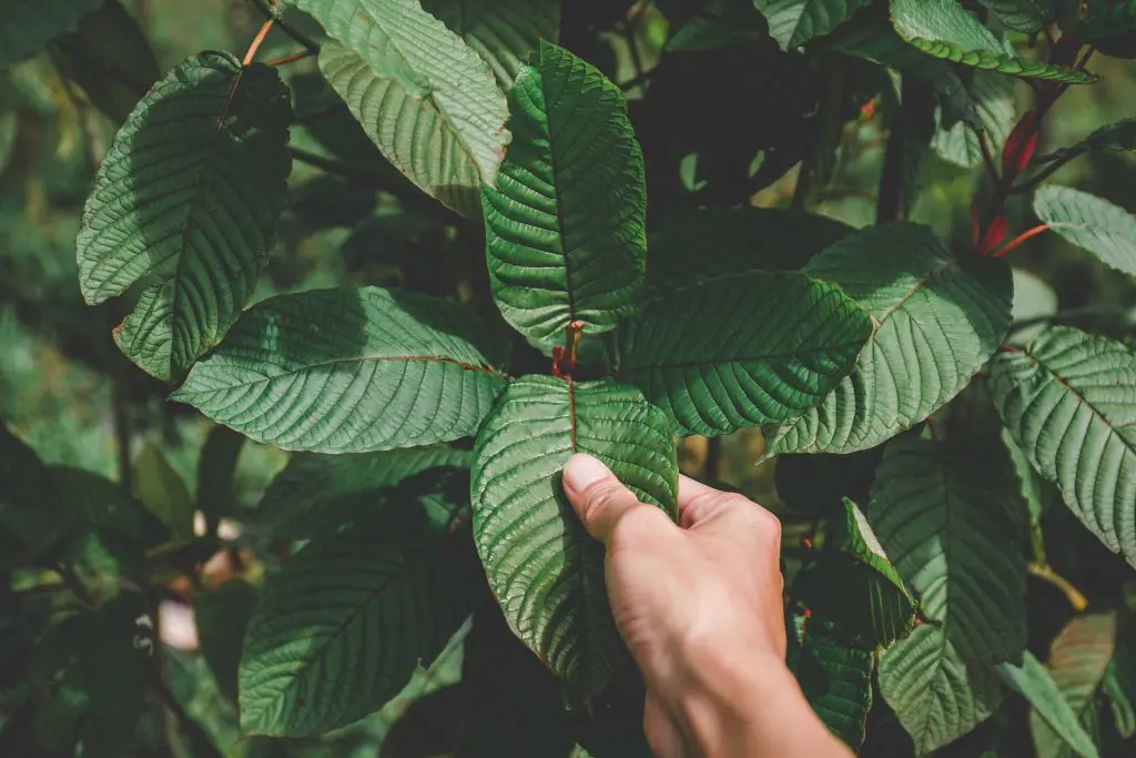 all about kratom that you need to know