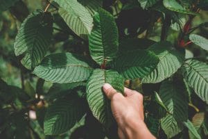 all about kratom that you need to know