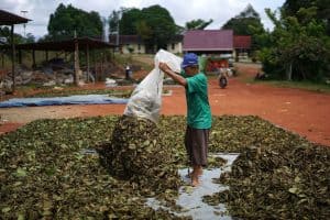 kratom indonesia farmer