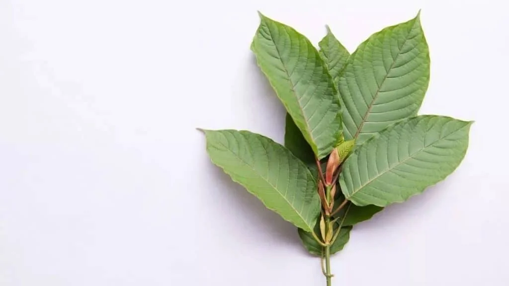 red borneo kratom leaves