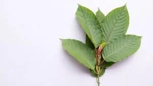 red borneo kratom leaves
