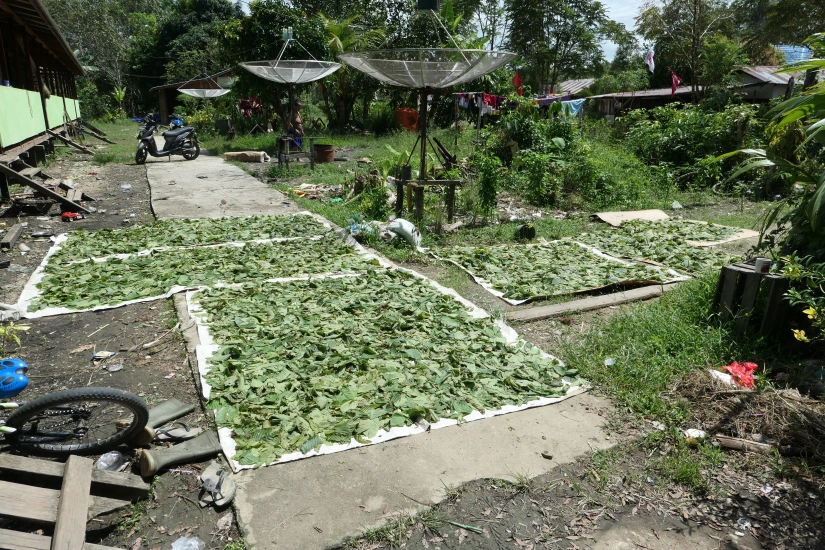 kratom cultivation indonesia