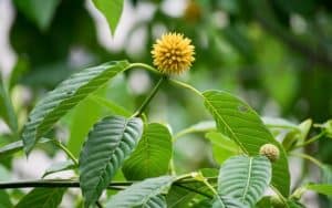 kratom indonesia legal ban