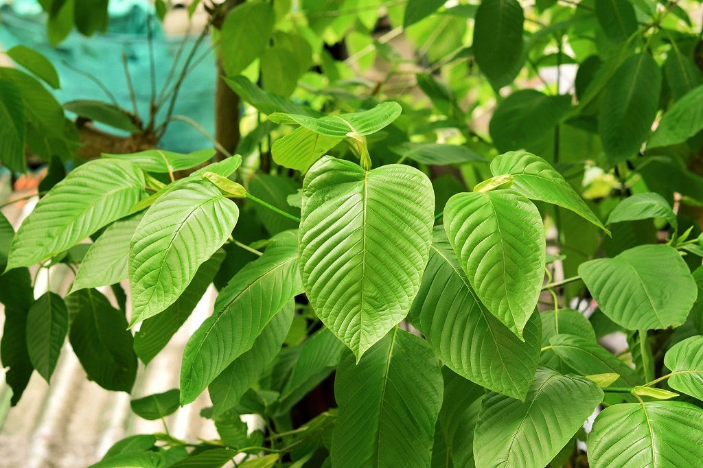leaf of mitragynine