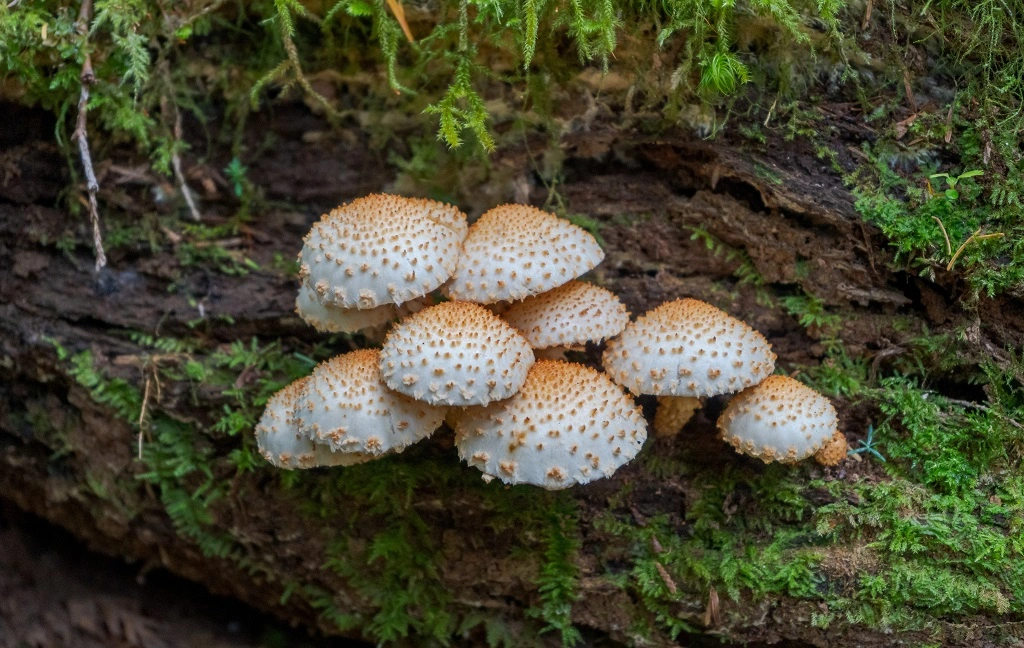 fungus