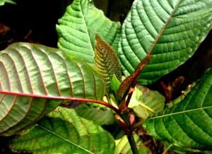 red malay kratom