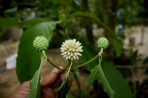 best kratom for pain