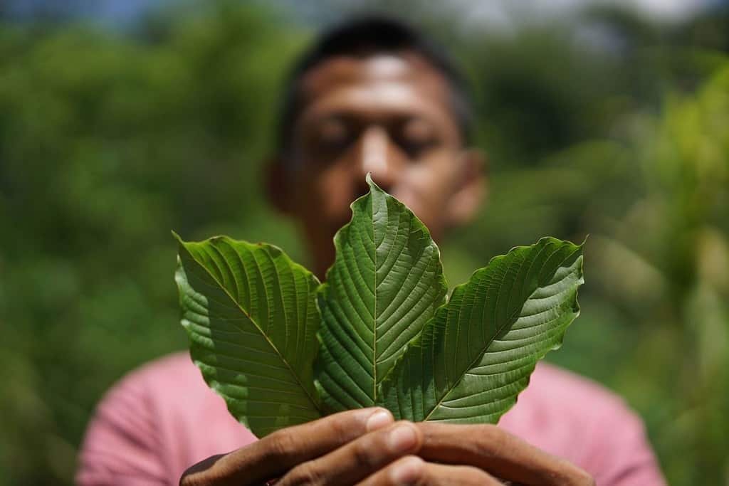 hulu kratom