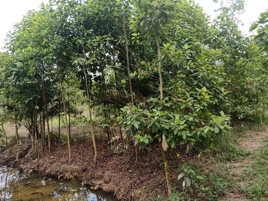 sumatra kratom